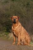 TOSA INU 463